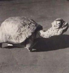 1953 Scultura Alluvionale, Tartaruga, Provino
Federico Patellani © Studio Federico Patellani